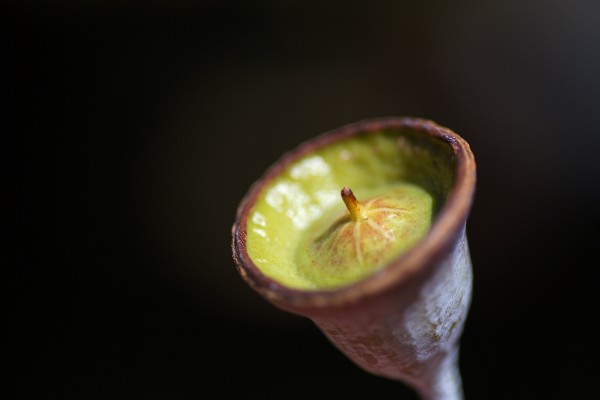 Face Profile Of Gumnut by Joy Watson